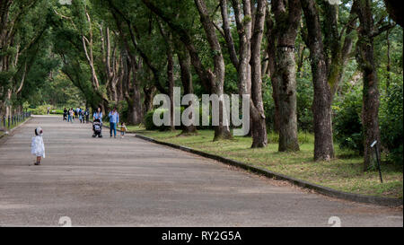 Un piccolo bambino giapponese attende su un sentiero che corre al centro di un viale alberato park a Kyoto, in Giappone. Foto Stock