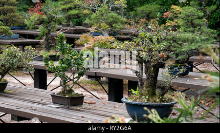 Tradizionali alberi di bonsai di sedersi su un tavolo di legno a Kyoto nei giardini del palazzo in Giappone. Foto Stock