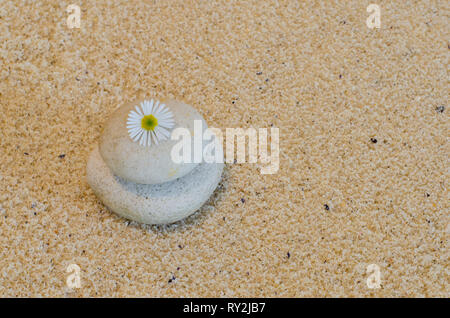 Un fiore di camomilla disposti su un ciottolo usurate con spiaggia di sabbia in background. Foto Stock