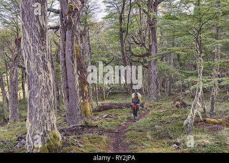 Il Trekking in un lenga (faggio) foresta, Patagonia Parco Nazionale, Aysen, Patagonia, Cile Foto Stock