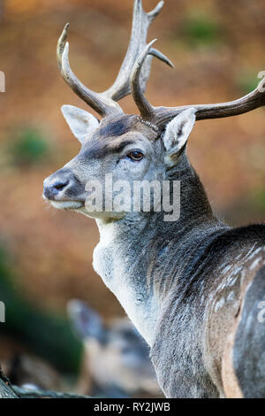 Ein Damhirsch im Wald, Wildtiere in Deuetschland, 30.10.2017 Bildnachweis: Mario Hommes / HH-fotografia Foto Stock