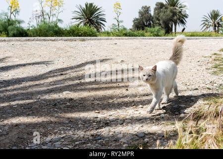 Stray gatto selvatico con heterochromia - blu e gli occhi castani - Cipro Foto Stock