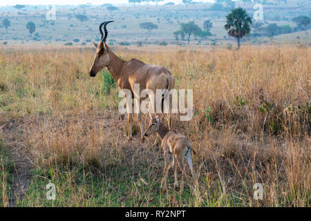 Femmina di Jackson, hartebeest (Alcelaphus buselaphus jacksoni) con il puledro in Murchison Falls National Park, Nord Uganda, Africa orientale Foto Stock