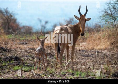 Femmina di Jackson, hartebeest (Alcelaphus buselaphus jacksoni) appena dato alla luce un puledro in Murchison Falls National Park, Nord Uganda, Africa orientale Foto Stock