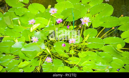 Fiori viola e verde steli del Blue lotus giglio di acqua all'interno del giardino botanico della città Foto Stock