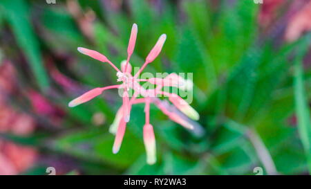 Il fiore rosso e il cactus sul retro trova nel terreno nel giardino botanico Foto Stock