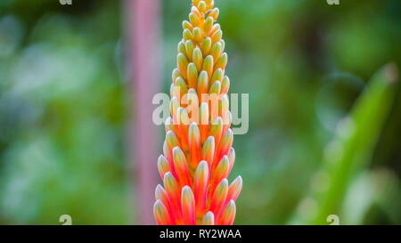 Un fiore rosso dell'Aloe succotrina impianto nel giardino le sue foglie sono il famoso aloe vera Foto Stock