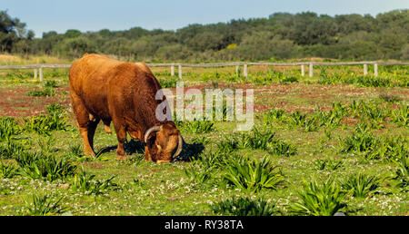 Retinto bull con corno rotto mangiare erba su un prato verde in Andalusia, Spagna Foto Stock