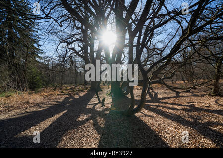 Faggio nana, foresta Sababurg Urwald, Hofgeismar, Weser Uplands, Weserbergland, Hesse, Germania Foto Stock