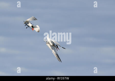 Caspian Tern Foto Stock