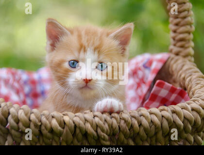 Carino red-tabby-white baby gattino con bellissimi occhi azzurri seduti in un cesto di vimini in un giardino e guardando curiosamente Foto Stock