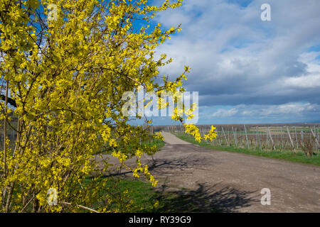 Il Kaiserstuhl sono in Germania a inizio primavera Foto Stock