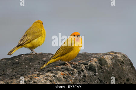 Sicalis flaveola Foto Stock