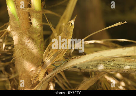 Reed Tuamotu trillo Foto Stock