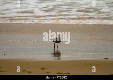 Seagull rovistando in acque poco profonde su di una spiaggia di sabbia con delicata surf casting una riflessione sulla sabbia bagnata Foto Stock