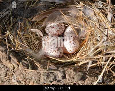 Wren Bird Nest con uova. Foto Stock