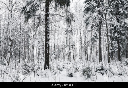 Snowy abeti rossi nella foresta europea, paesaggio invernale. Foto di sfondo Foto Stock