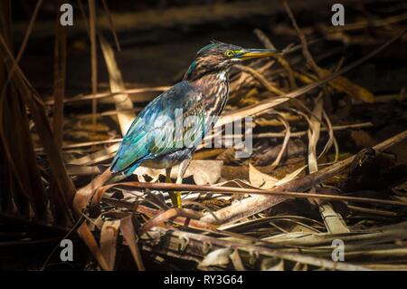 Dominica, Portsmouth, Green Heron (Butorides virescens) caccia sulla riva del fiume indiano Foto Stock