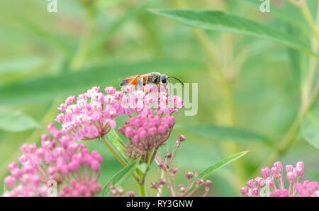 Golden digger wasp Sphex ichneumoneus alimentazione su rose milkweed nettare Foto Stock