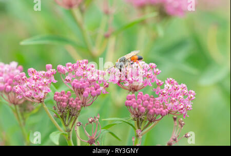 Golden digger wasp Sphex ichneumoneus alimentazione su rose milkweed nettare Foto Stock