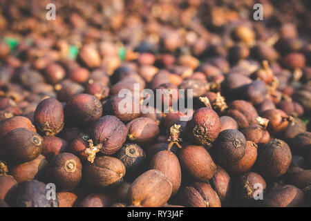Closeup essiccato il caffè crudo il seme fra la luce del sole di mattina. Foto Stock