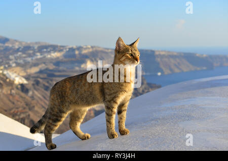 Un bel gatto godendo sull isola di Santorini, Grecia. Foto Stock