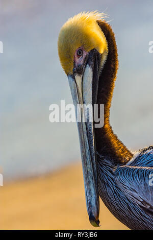 Ritratto di una florida brown pelican in posa su un Hutchinson Island Beach. Foto Stock