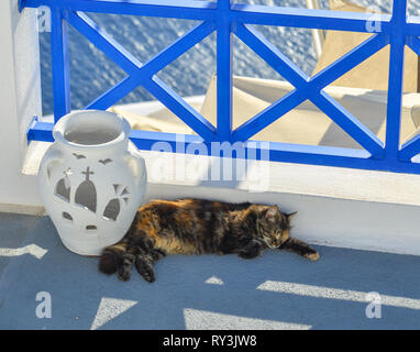 Un bel gatto godendo sull isola di Santorini, Grecia. Foto Stock