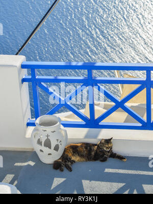 Un bel gatto godendo sull isola di Santorini, Grecia. Foto Stock