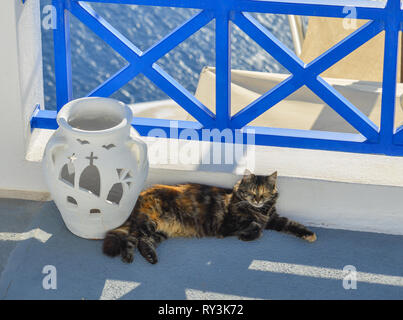 Un bel gatto godendo sull isola di Santorini, Grecia. Foto Stock