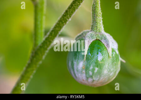 Primo piano di melanzane e gocce d'acqua sulla struttura ad albero negli allevamenti biologici con la luce del sole di mattina. Foto Stock