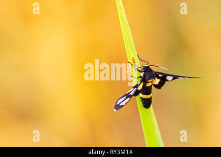 Piccole farfalle di atterraggio su foglie di riso nei campi di riso e la luce del sole di mattina. Foto Stock
