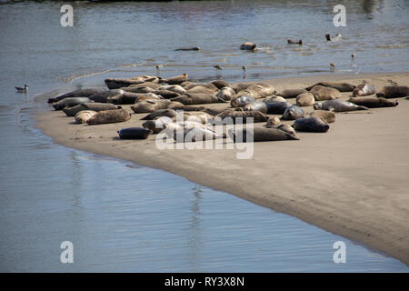 Le guarnizioni di tenuta di oziare sulla spiaggia a Monterey in California Foto Stock