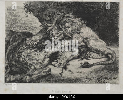 Lion divorando un cavallo, 1844. Eugène Delacroix (francese, 1798 - 1863), Bertauts. Litografia; foglio: 22 x 26,1 cm (8 11/16 x 10 1/4 in.); immagine: 17 x 23,6 cm (6 11/16 x 9 5/16" Foto Stock