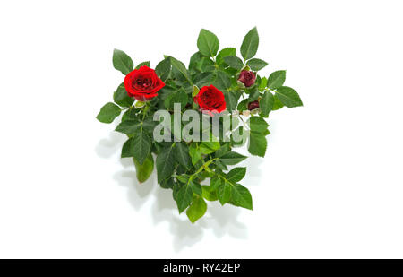 Red Rose in vaso di fiori su sfondo bianco Foto Stock