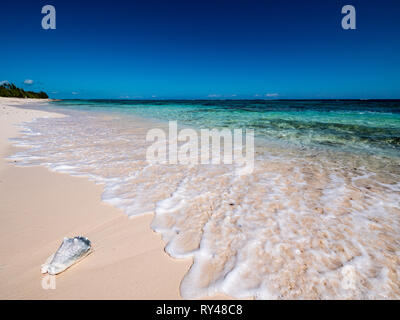 Conch Shell, strada bianca spiaggia, remota spiaggia tropicale, rock Suono, Eleuthera, Bahamas, dei Caraibi. Foto Stock