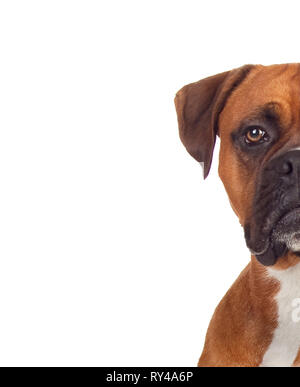 A metà volto ritratto di un marrone boxer adulti guardando la telecamera isolata su uno sfondo bianco Foto Stock