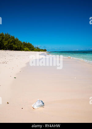 Conch Shell, strada bianca spiaggia, remota spiaggia tropicale, rock Suono, Eleuthera, Bahamas, dei Caraibi. Foto Stock