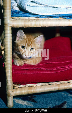 Gattino, che spuntavano da asciugamano stand; pet; soft; confortevole; cat; felina, orange tabby, grazioso, verticale, PR Foto Stock