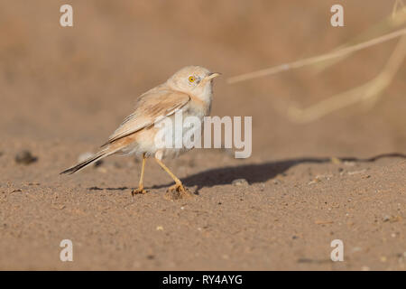 Deserto africano trillo (Sylvia deserti), la vista laterale di un adulto in piedi sul suolo Foto Stock