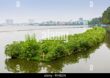 Allevamento di bambù su letti galleggianti, sul Lago Ovest (Ho Tay) con lo skyline di Hanoi per la distanza, Vietnam, Asia Foto Stock