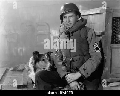 LASSIE,Drake, il coraggio di LASSIE, 1946 Foto Stock