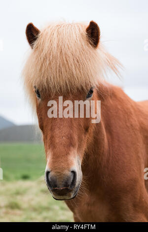 Red cavallo al pascolo di Islanda Foto Stock