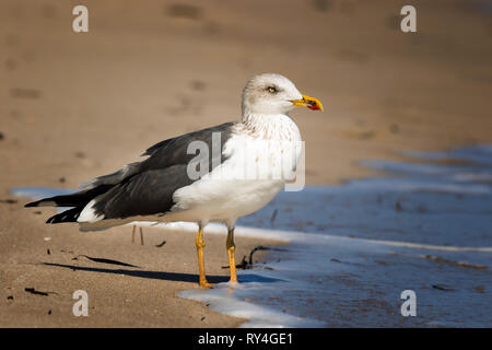 Seagull & Surf Foto Stock