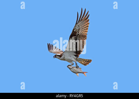 Di inanellare Western falco pescatore (Pandion haliaetus) chiamando in volo con pesce pescato nella sua talons " contro il cielo blu Foto Stock