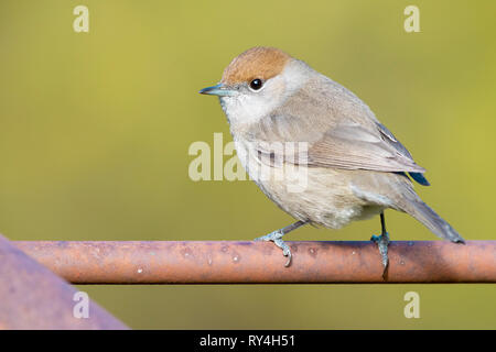 Eurasian Capinera (Sylvia atricapilla), femmina adulta arroccato su un arrugginito pezzo di ferro Foto Stock