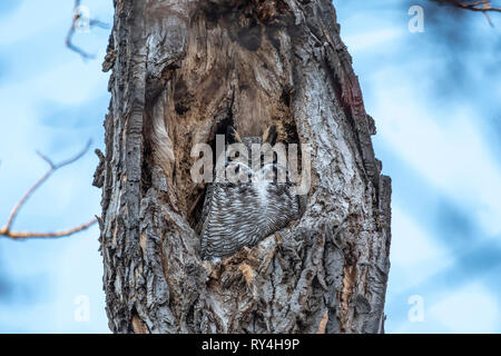 Grande Gufo cornuto in un foro albero Foto Stock