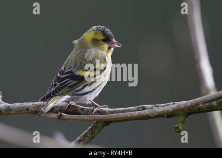 Maschio adulto Lucherino Foto Stock