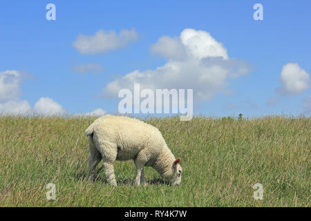 Un agnello sfiora su una diga sull isola di Sylt Foto Stock