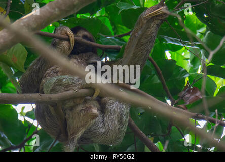 Uso di enormi artigli un Brown-Throated Three-Toed bradipo madre con bambino sicuro contro il suo stomaco si aggrappa ai rami appena sotto la parte superiore della tettoia della giungla Foto Stock
